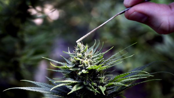 a hemp plant is pollinated - Sputnik International