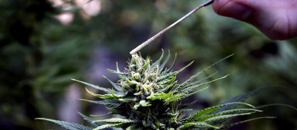 a hemp plant is pollinated a hemp plant is pollinated - Sputnik International