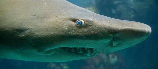 Tiger Shark - Sputnik International