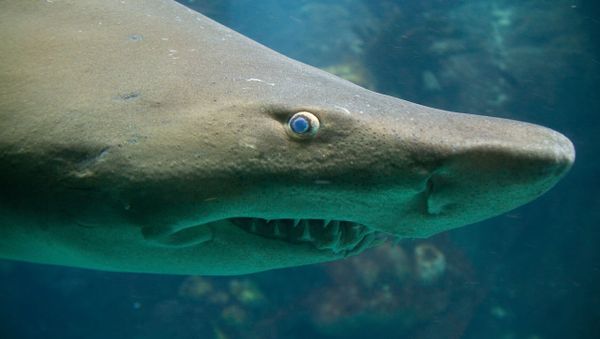 Tiger Shark Tiger Shark - Sputnik International