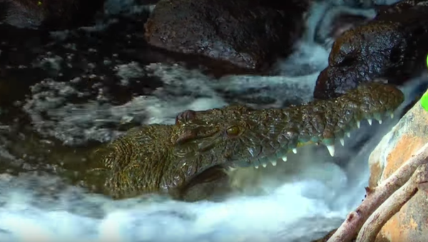 Fast Food: Croc Opens Wide for Downstream Dinner - Sputnik International
