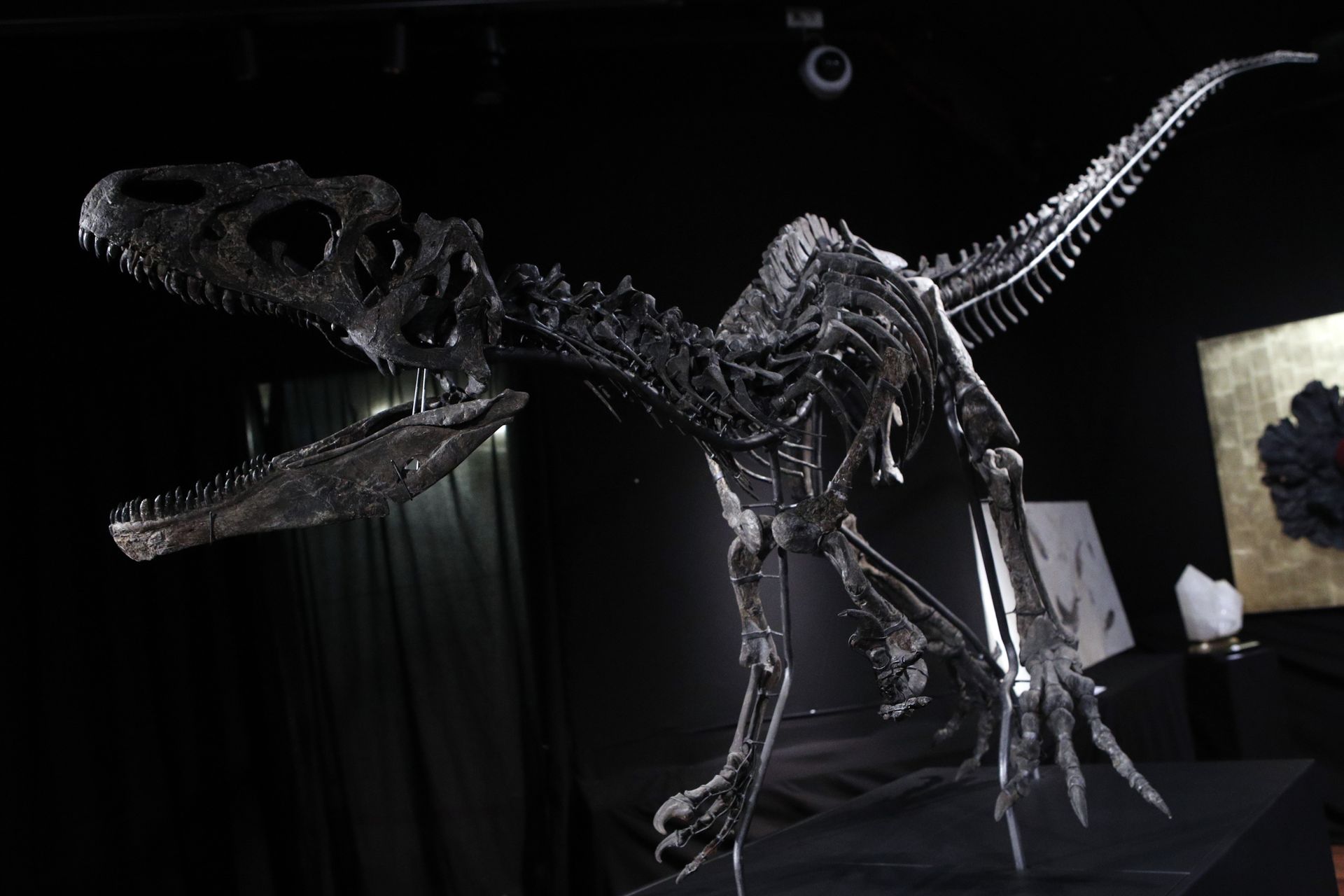 A Jurassic age (161-145 million years) dinosaur skeleton of an Allosaurus Jimmadseni, found in Wyoming, U.S. is displayed at Drouot auction house, in Paris, Wednesday April 11, 2018. The Allosaurus with a Diplodocus will be auctioned as part of a collection entitled 'Nature et Merveilles'. A Jurassic age (161-145 million years) dinosaur skeleton of an Allosaurus Jimmadseni, found in Wyoming, U.S. is displayed at Drouot auction house, in Paris, Wednesday April 11, 2018. The Allosaurus with a Diplodocus will be auctioned as part of a collection entitled 'Nature et Merveilles'. - Sputnik International, 1920, 23.10.2021