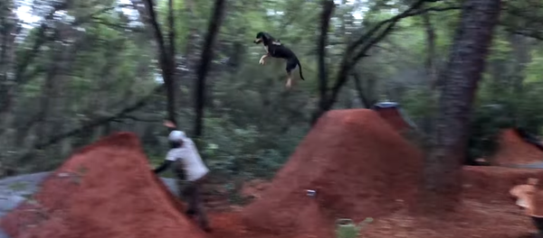 Agile Pooch Catches Major Air at California Ranch Agile Pooch Catches Major Air at California Ranch - Sputnik International