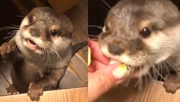 ‘Nom Noms Now!’: Otter Loses it Over Lunchtime - Sputnik International