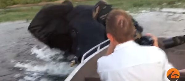 Elephant Charges & Hits Boat - Sputnik International
