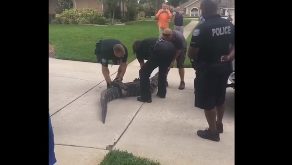 ‘Later, Hater’: 8-Foot Florida Gator Knocks Trapper Out Cold - Sputnik International