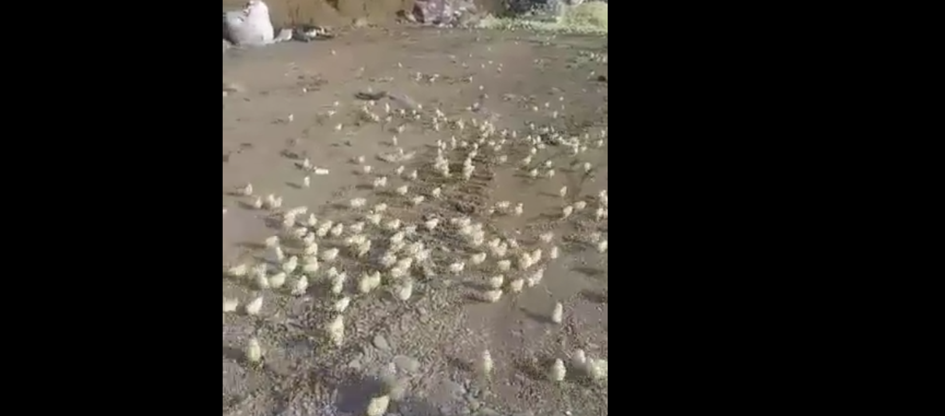 Hundreds of Chicken Accidentally Hatched From Thrown Away Eggs in Georgia, 2018 Hundreds of Chicken Accidentally Hatched From Thrown Away Eggs in Georgia, 2018 - Sputnik International, 1920, 11.06.2018