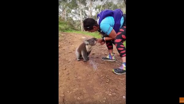 Thirsty Koala Joins Runners For a Drink - Sputnik International