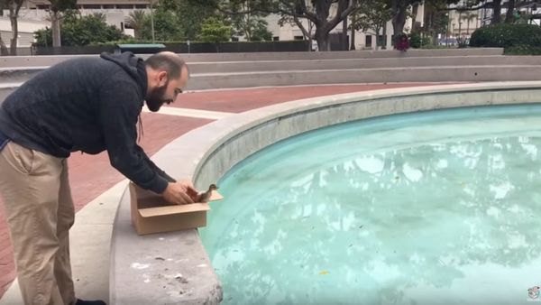Rescued Duckling Reunited with Parents - Sputnik International