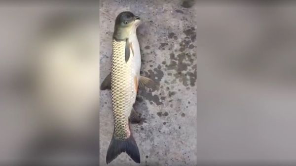 Chinese fisherman caught a mutant FISH, with a PIGEON head - Sputnik International