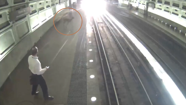 What the Buck? Deer Wanders Into Washington, DC, Area Metro Station - Sputnik International