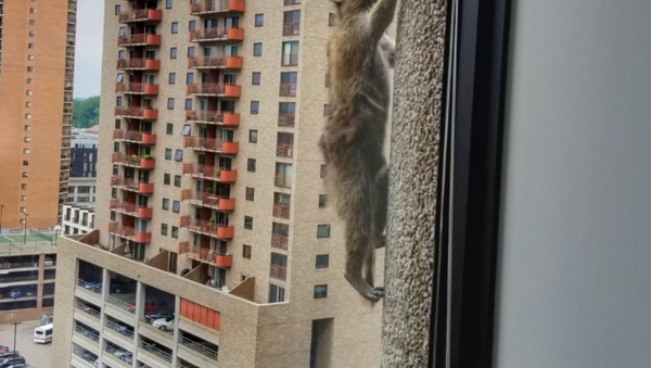 Minnesota Raccoon - Sputnik International
