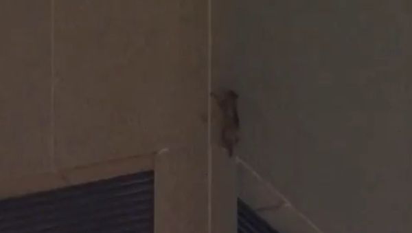 The #mprracoon making it to the roof straight in at no 5 happiest moments of my life The #mprracoon making it to the roof straight in at no 5 happiest moments of my life - Sputnik International