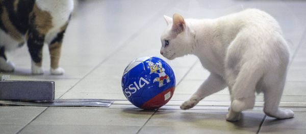 Achilles, right, the oracle cat, who works in the Hermitage Museum, went on a diet ahead of the 2018 FIFA World Cup Russia - Sputnik International