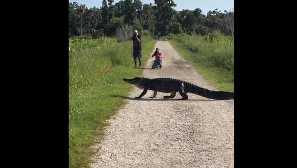 Alligator Walks Across Path || ViralHog - Sputnik International