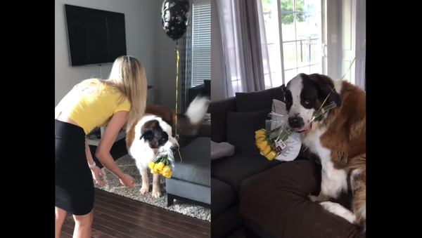 ‘Get Your Own!’: Sassy St. Bernard Claims Owner’s Anniversary Flowers - Sputnik International