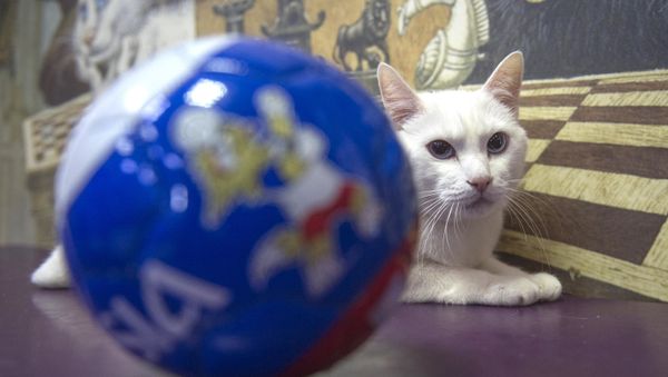 Achilles, the oracle cat, who works in the Hermitage Museum, went on a diet ahead of the 2018 FIFA World Cup Russia Achilles, the oracle cat, who works in the Hermitage Museum, went on a diet ahead of the 2018 FIFA World Cup Russia - Sputnik International