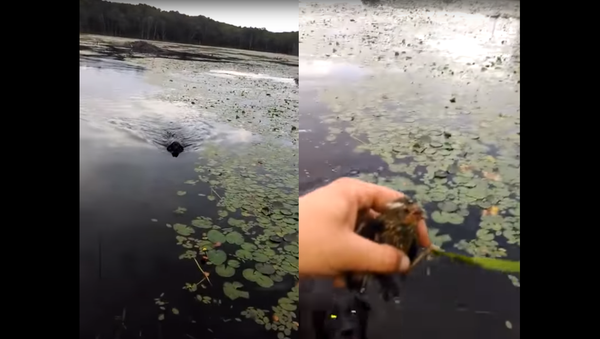 Black Lab Rescues Drowning, Panicking Baby Bird From Lake - Sputnik International