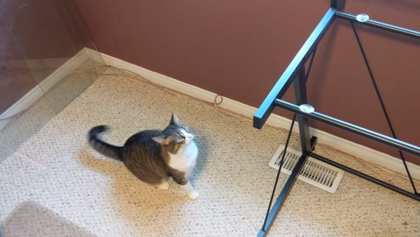 Removed my desk's glass top; cat is thoroughly confused - Sputnik International