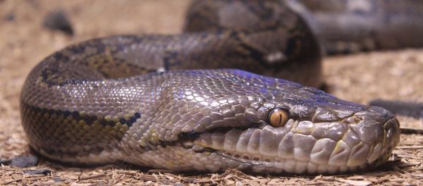 Snake - Sputnik International