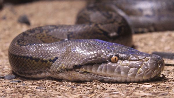 Snake - Sputnik International