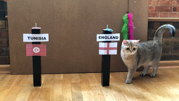 World Cup cat World Cup cat - Sputnik International