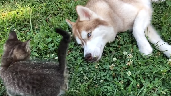 Rescued Kitten Finds New Friend in Patient Husky - Sputnik International
