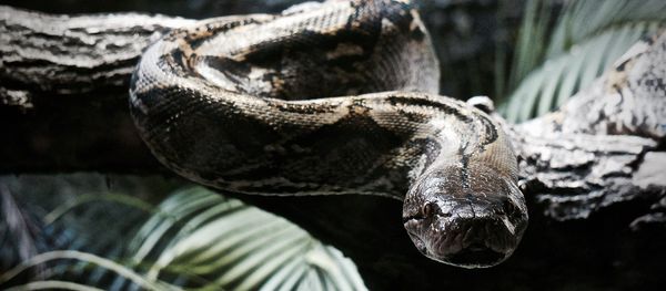 Python - Sputnik International