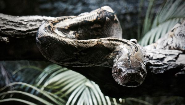 Python - Sputnik International