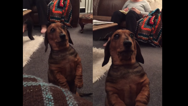 Pizza Pooch: New Zealand Pup Cries for Slice of Pie - Sputnik International