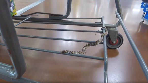 Slithering to Sales? Snake Found Chilling in Walmart Shopper’s Cart - Sputnik International