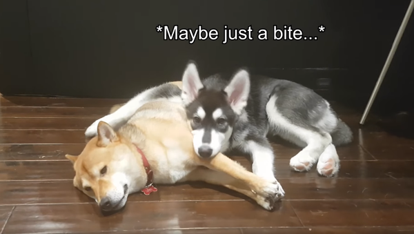 Dinner Can Wait: Hungry Husky Snacks on Shiba Inu’s Leg - Sputnik International