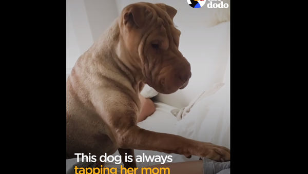 ‘Attention, Please!’ Shar Pei Kindly Communicates Through Taps - Sputnik International