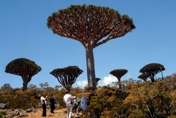 Socotra Island, Yemen - Sputnik International
