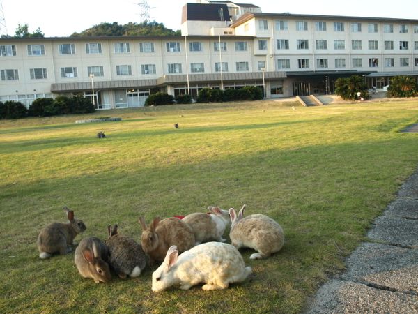 Okunoshima Island, Japan - Sputnik International