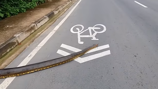 Anaconda Crossing - Sputnik International