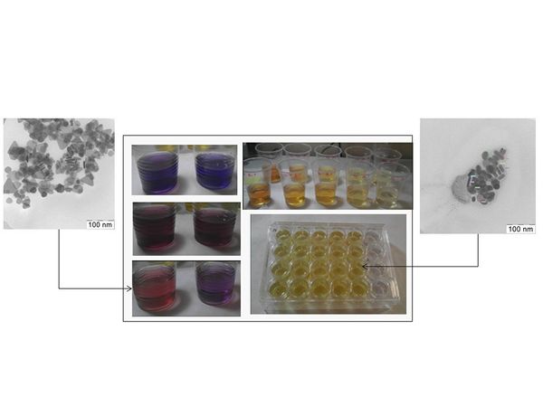 Experiment with zebrafish (Danio rerio) embryos. Experiment with zebrafish (Danio rerio) embryos. - Sputnik International