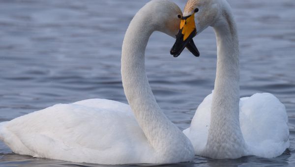 Swans - Sputnik International
