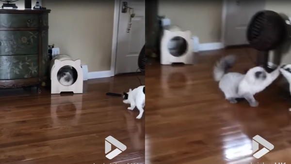 ‘Calm Down, Buddy!’ French Bulldog Immediately Regrets Taunting Himalayan Cat - Sputnik International