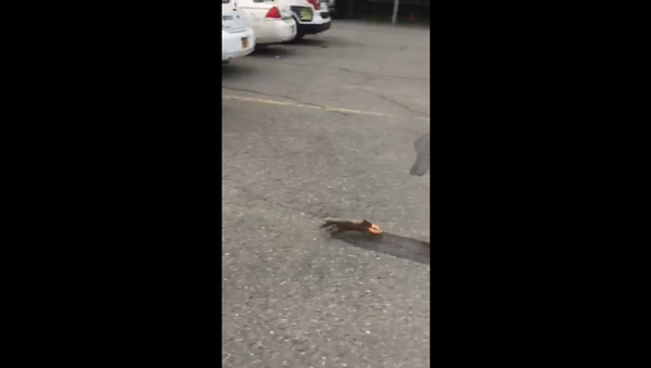 Brazen Squirrel Nabs Cop’s Pastry From Under His Nose. - Sputnik International