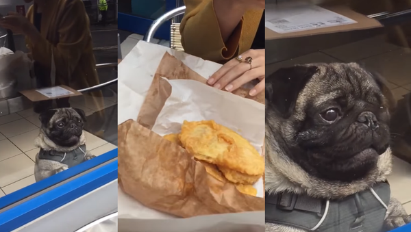 Passerby Pug Entranced by Strangers’ Lunch - Sputnik International