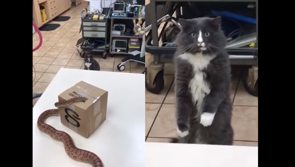 Petrified Puss: Cat Catches First Time Glimpse of Snake - Sputnik International