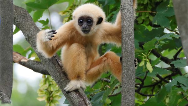 A white-handed gibbon cub is seen in his enclosure in Schoenbrunn Zoo in Vienna, Austria June 7, 2018. A white-handed gibbon cub is seen in his enclosure in Schoenbrunn Zoo in Vienna, Austria June 7, 2018. - Sputnik International