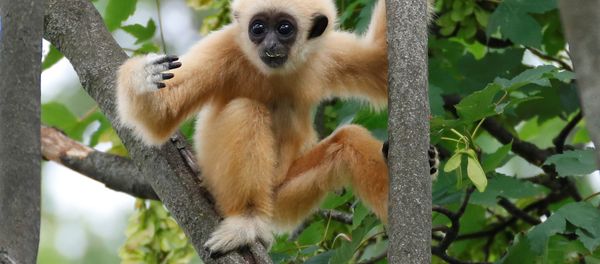 A white-handed gibbon cub is seen in his enclosure in Schoenbrunn Zoo in Vienna, Austria June 7, 2018. - Sputnik International