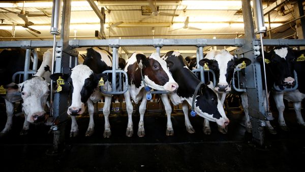 Cows stand in a barn while being milked at a dairy farm in South Mountain, Ontario, Canada, June 29, 2018 - Sputnik International