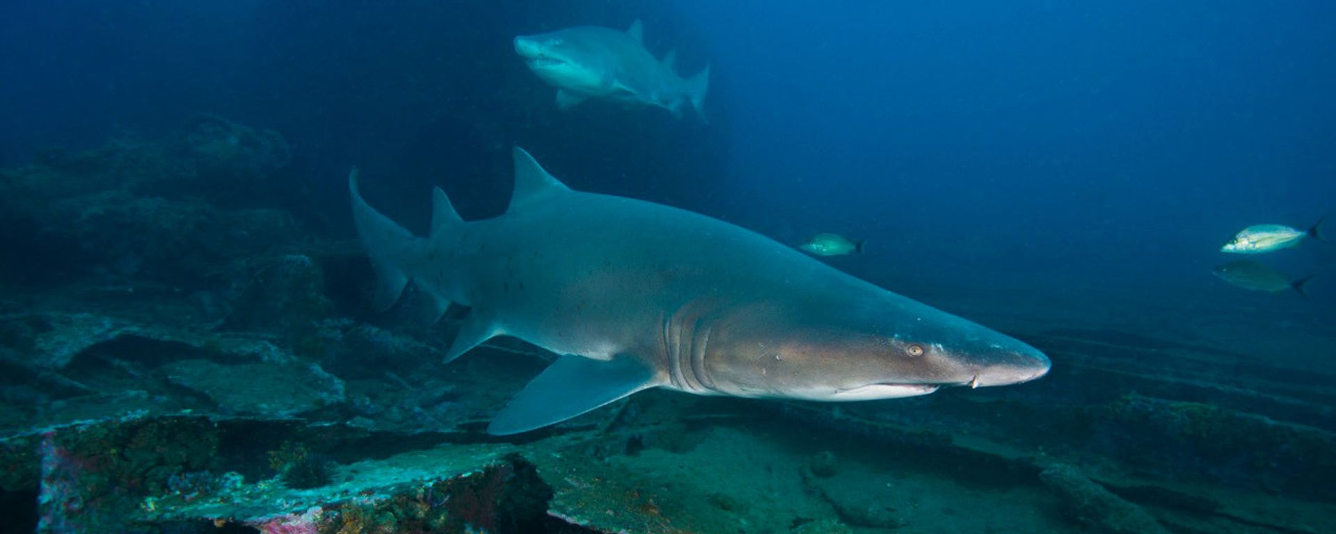 Tiger Shark - Sputnik International, 1920, 20.03.2022