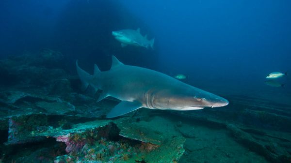 Tiger Shark - Sputnik International