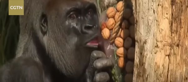 London Zoo animals get sugar-free ice pops in heatwave London Zoo animals get sugar-free ice pops in heatwave - Sputnik International