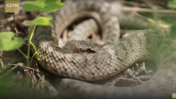 Snake Alert! 20,000 venomous pit vipers on China’s secret Snake Island Snake Alert! 20,000 venomous pit vipers on China’s secret Snake Island - Sputnik International