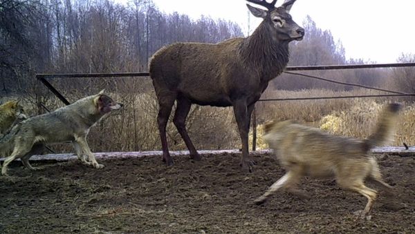 In this photo made in November 2014, wolves attack a deer close to Ukraine's Chernobyl, nearly 30-years after a nuclear reactor caught fire and spewed a lethal cloud of radiation, some species of mammals are found to be thriving without the effect of human contact in the area - Sputnik International
